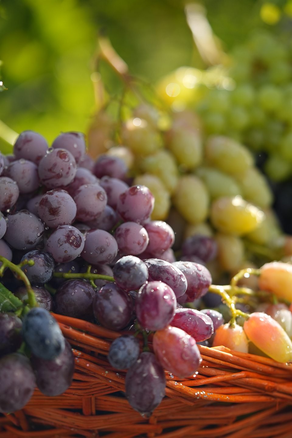 Freshly picked grapes in a wicker basket at the NNP estate, dark and pale clusters together, backlit in the vineyard.