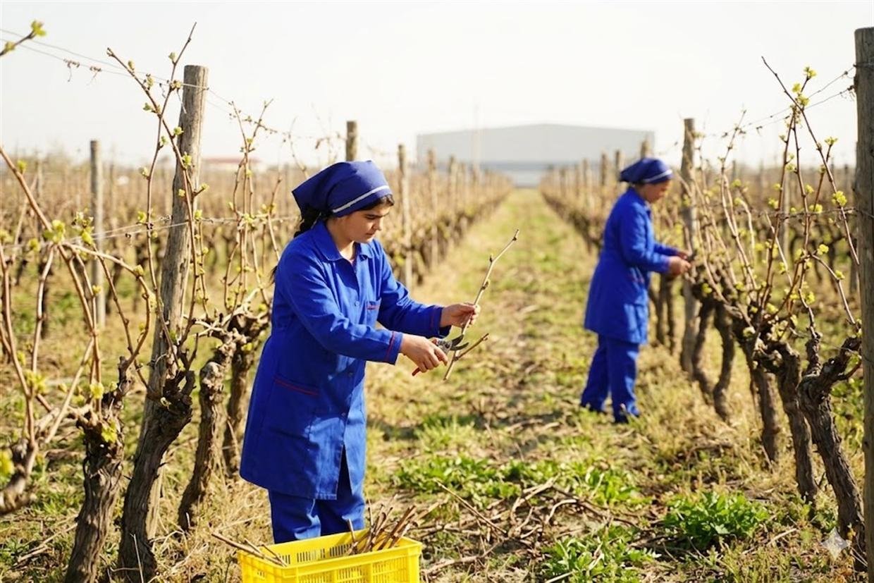 Two agronomists pruning bare vines in the NNP vineyard in early spring.