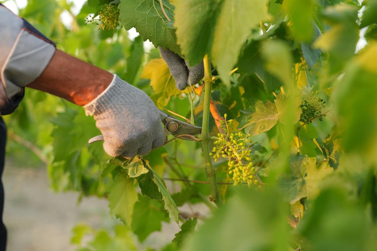 A gloved hand trimming a vine shoot with secateurs among the leaves.