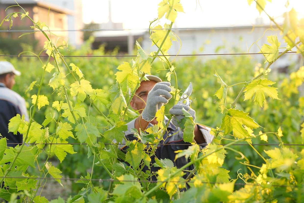 A worker in the canopy opening the clusters to the sun.