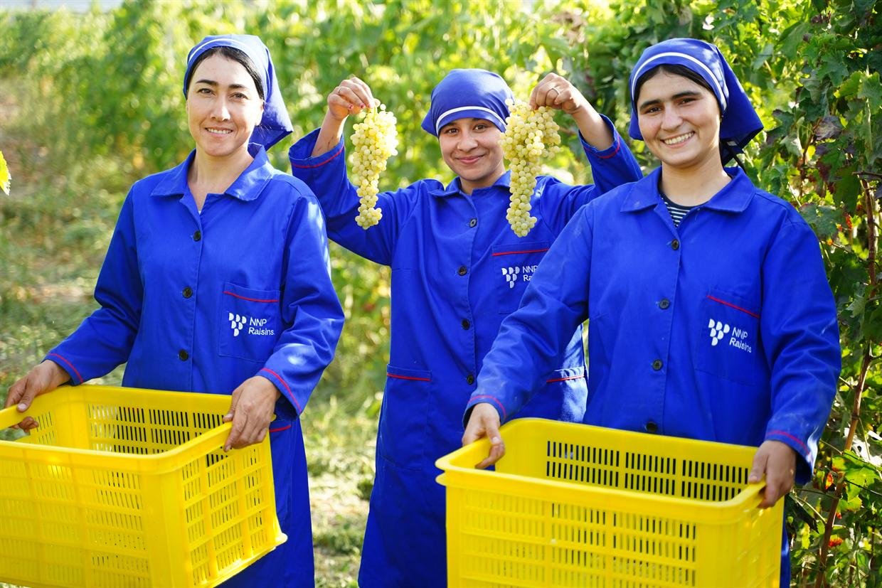 Three pickers holding cut Sultana bunches beside their yellow harvest crates.