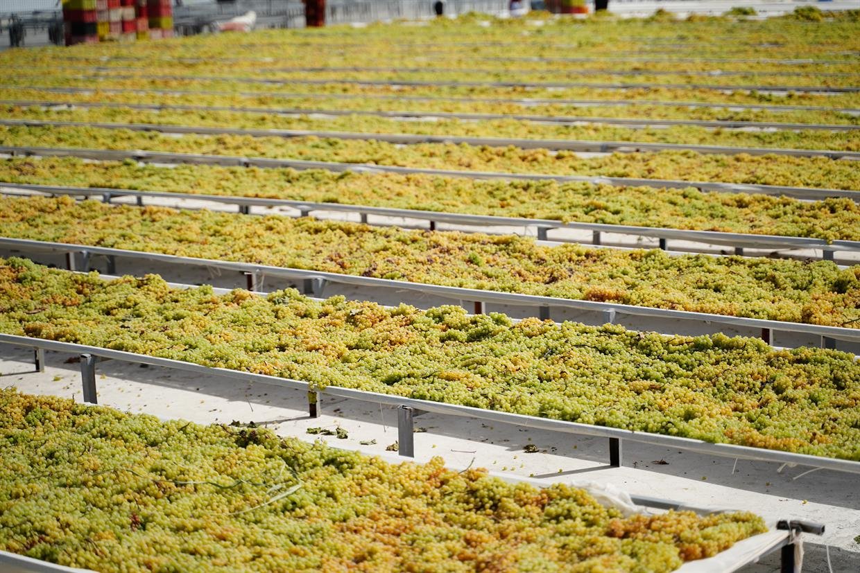 Sultana grapes drying in a single layer on raised trays in the open-air yard.