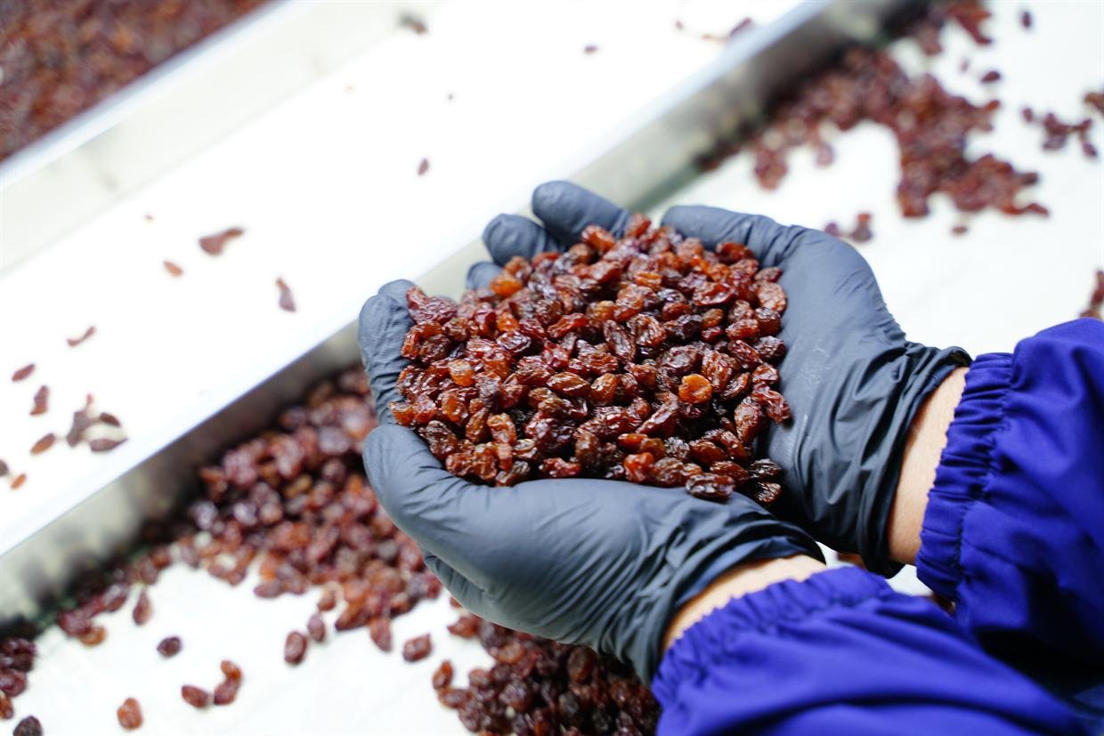 A gloved hand checking dried raisins on the inspection belt.