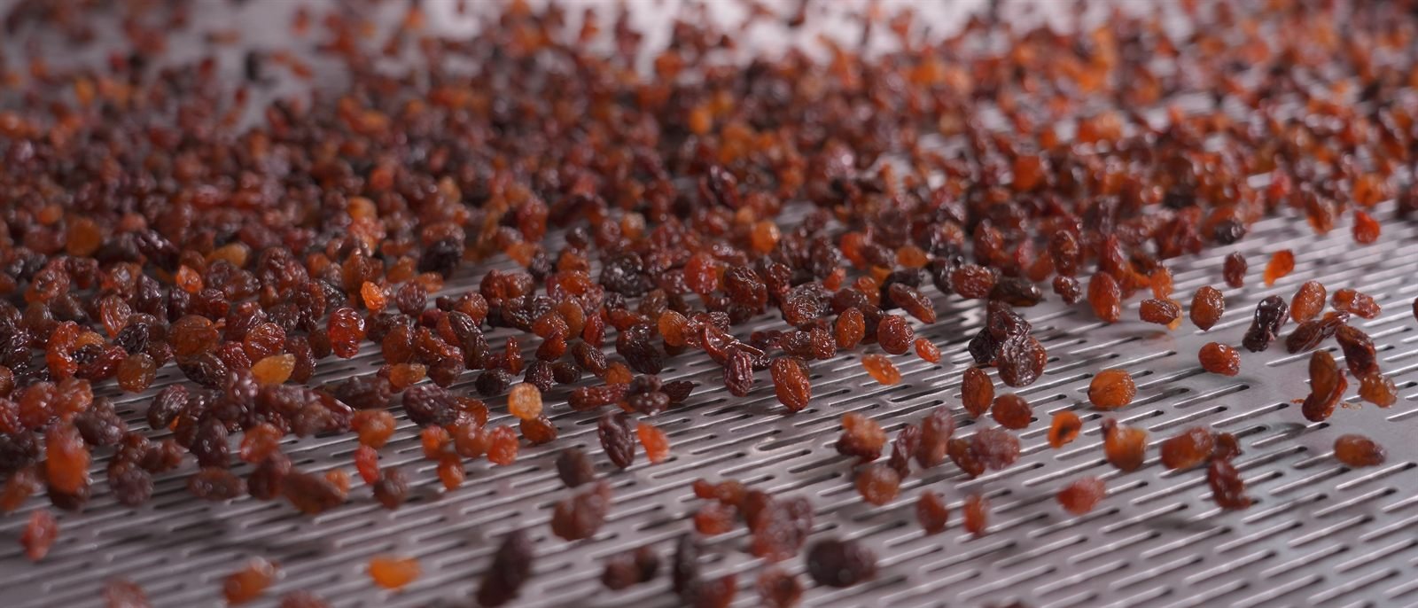 Sultana raisins spread across the perforated steel belt of the sorting line.
