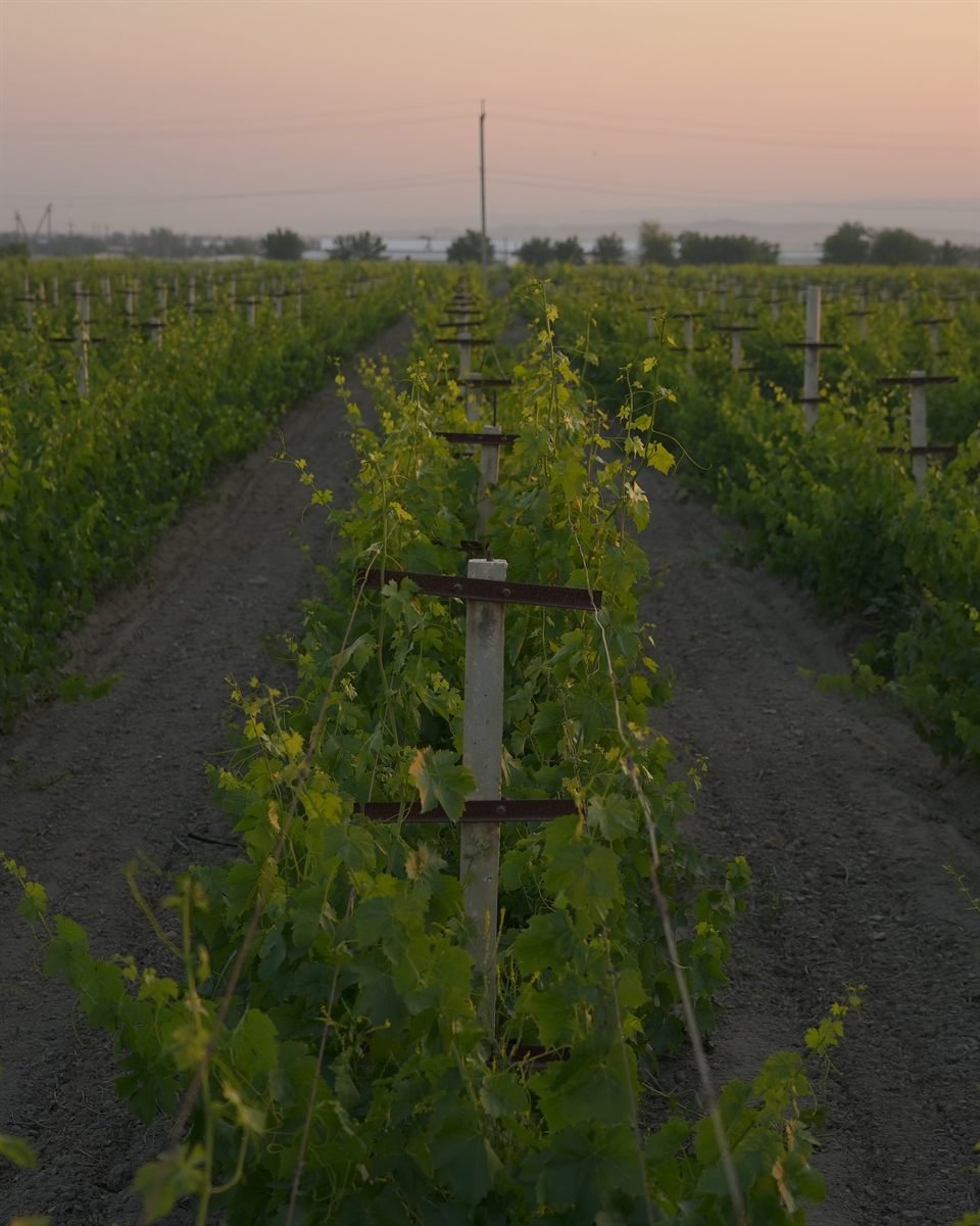 Trellised vine rows running to the horizon on the NNP estate near Samarkand, photographed at dusk.